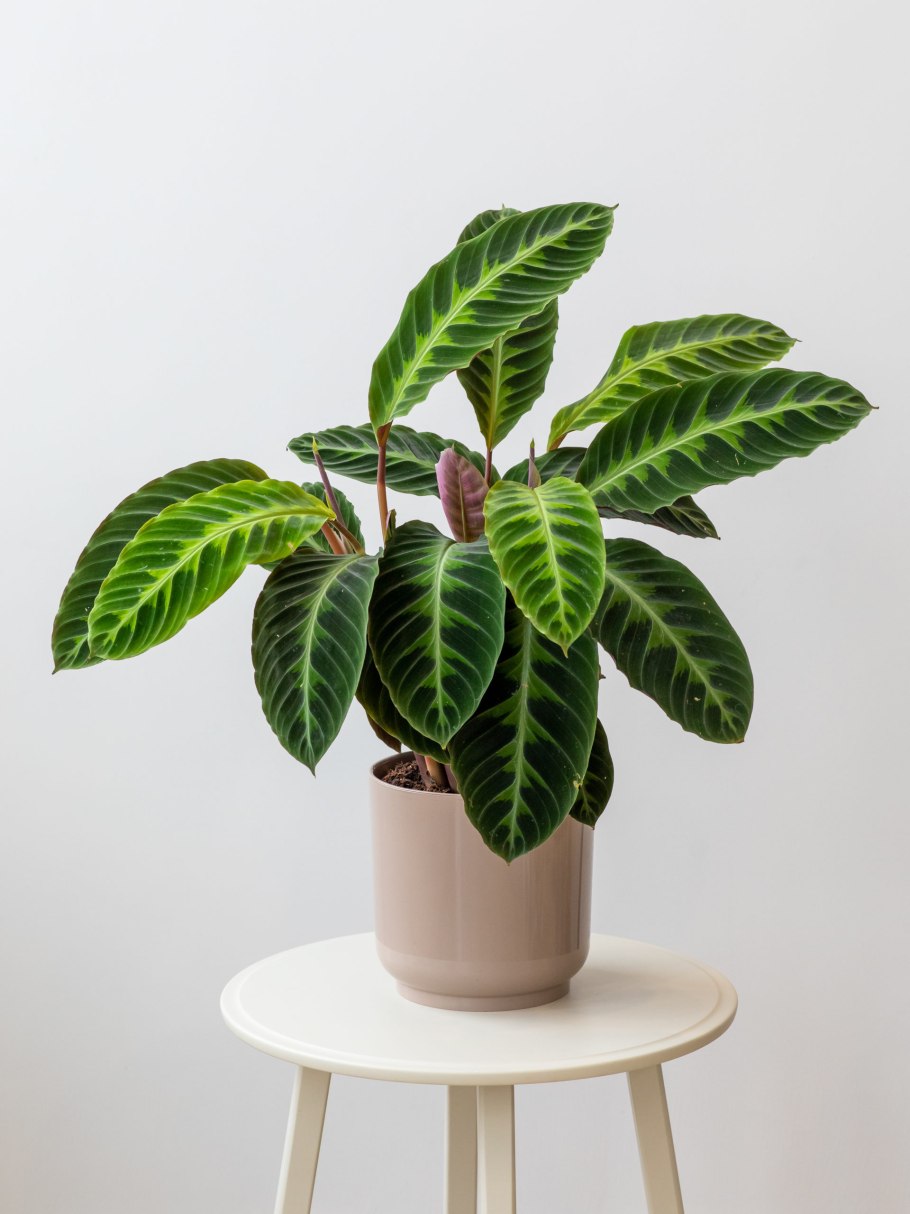 Калатея какой горшок выбрать