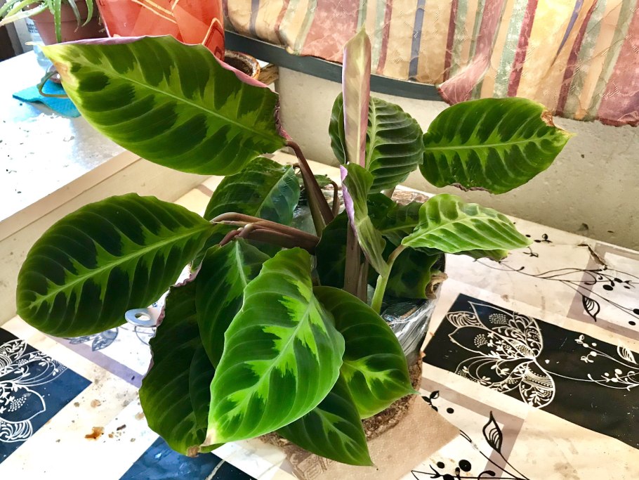 Калатея Варшевича