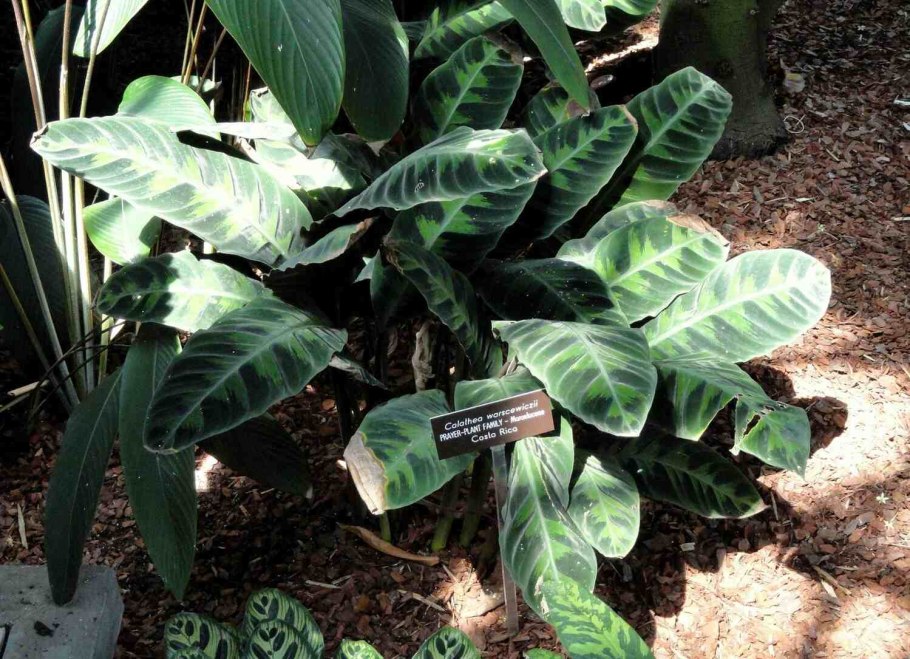 Калатея кемпферия