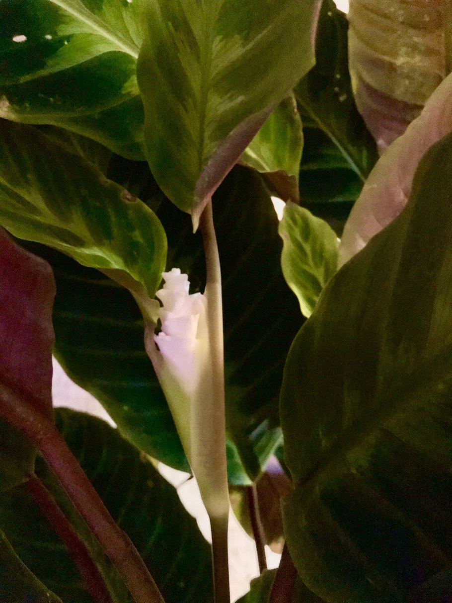 Калатея шафранная