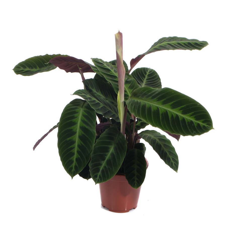 Калатея chimboracensis