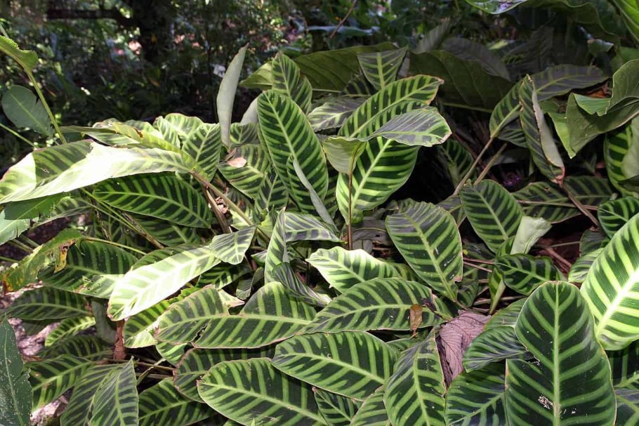 Калатея Варшевича