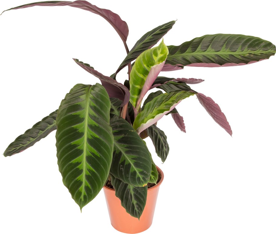 Калатея бикажу Гекко