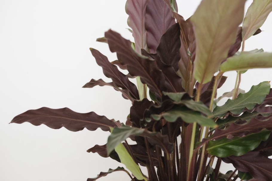 Калатея Варшевича цветет