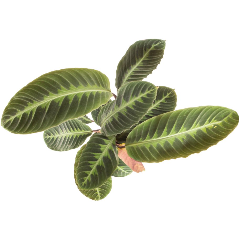 Калатея Кобра