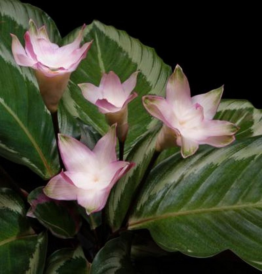 Калатея бикажу