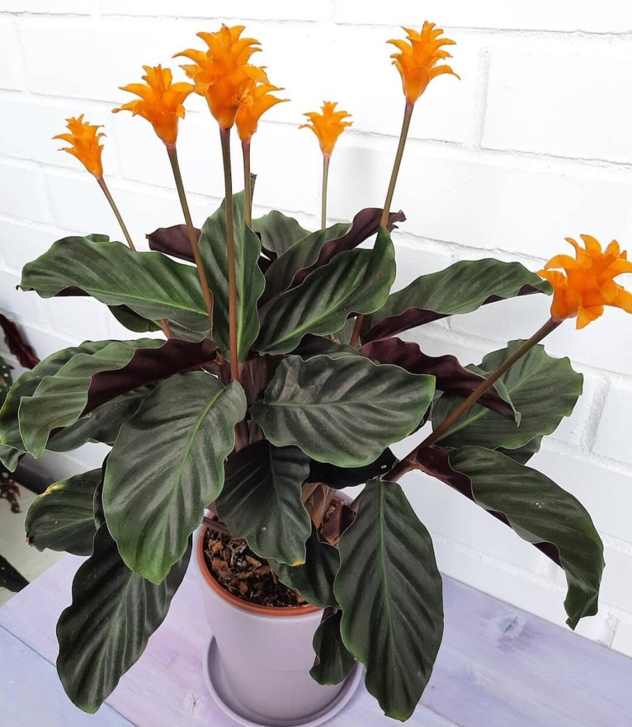 Калатея эквадориана