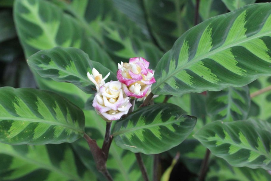 Калатея Варшевича