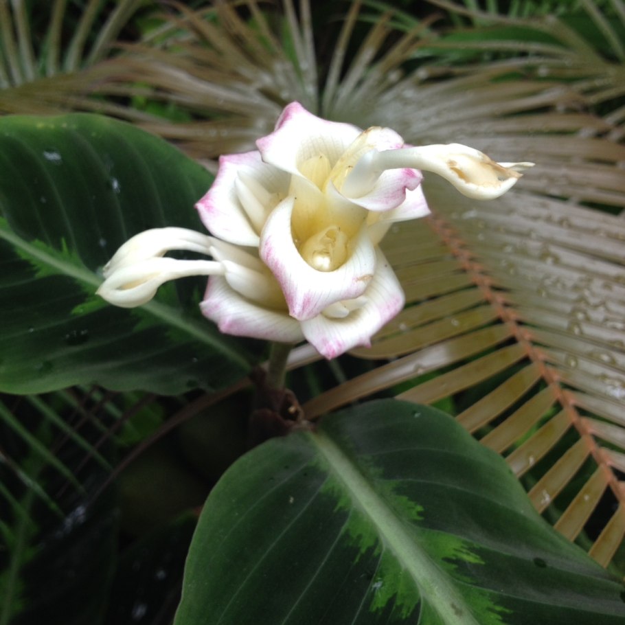 Калатея Pinstripe