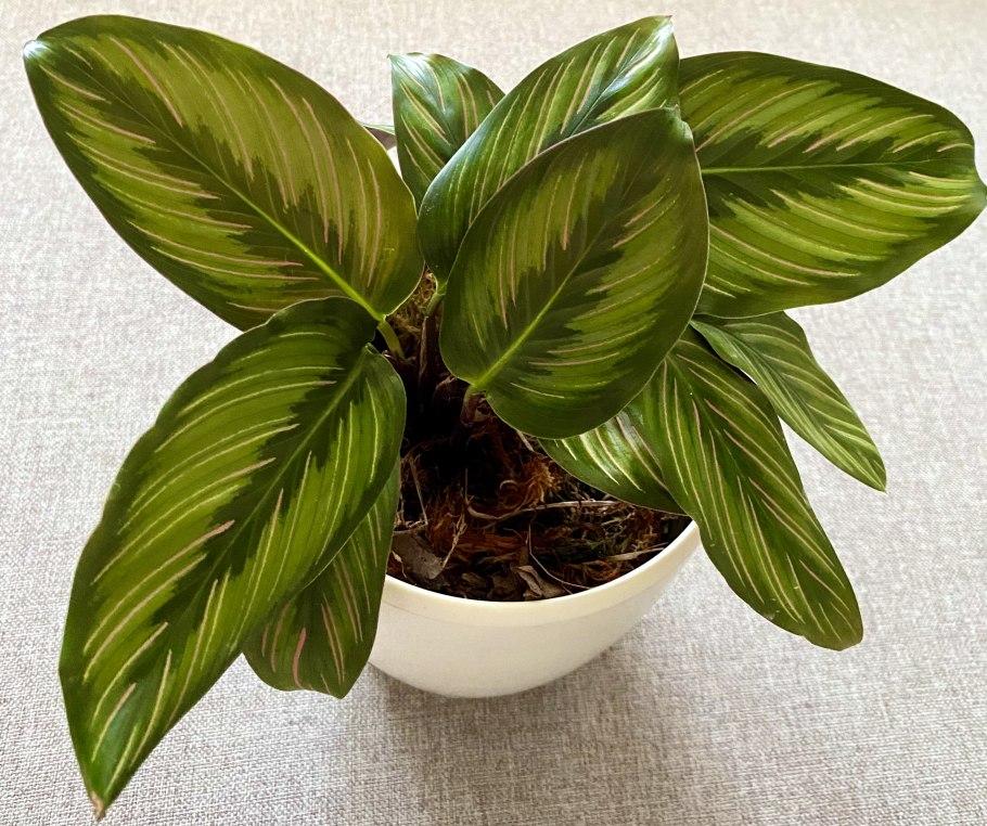 Калатея pinstripe