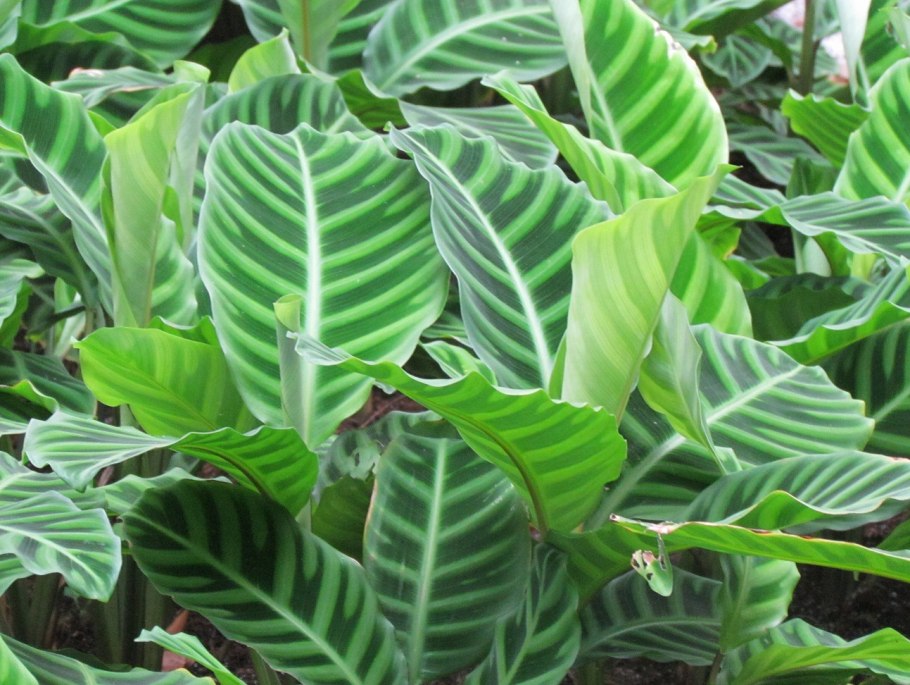 Калатея зебровидная