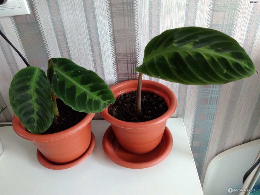 Калатея Варшевича