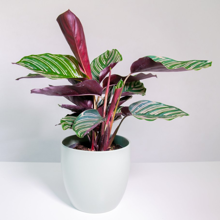 Калатея руфибарба