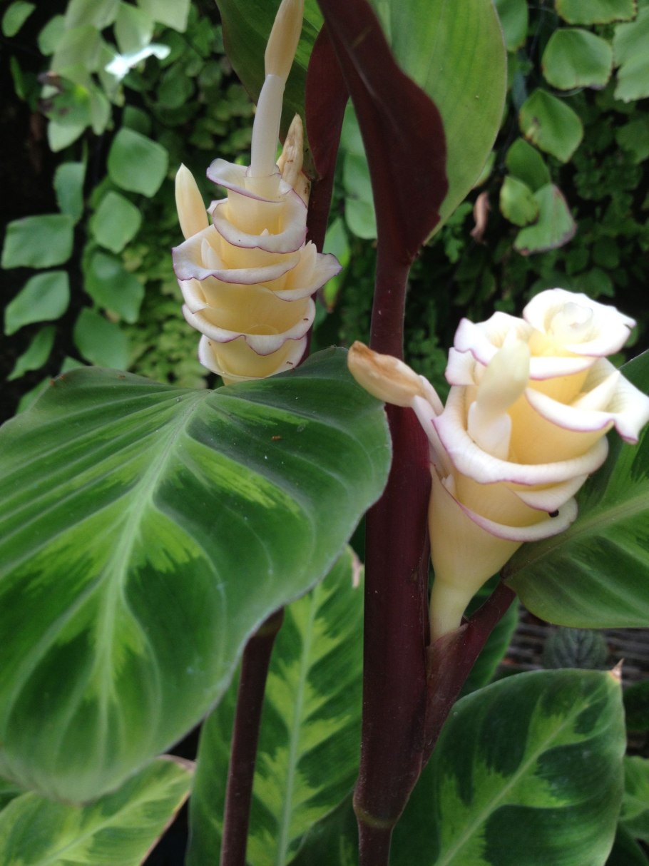 Калатея "Bicajoux Anaconda Green"