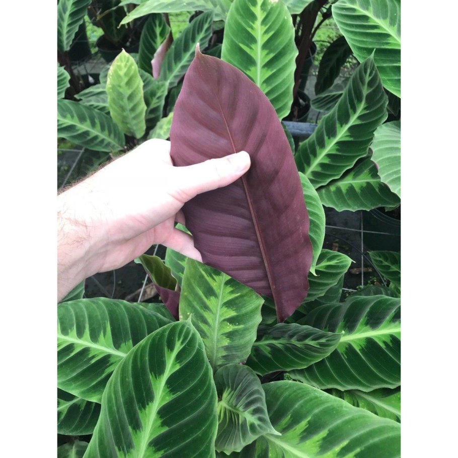 Маранта Варшевича