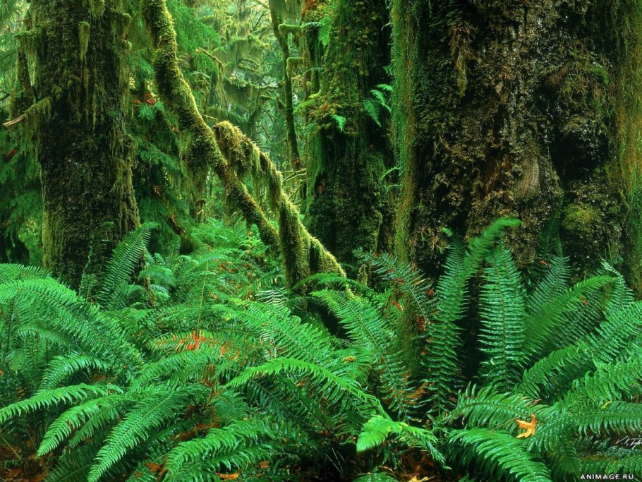 Тропический лес хоу