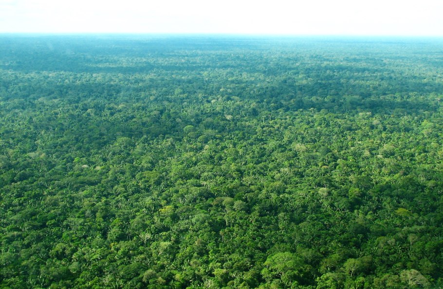 Джунглевый папоротник