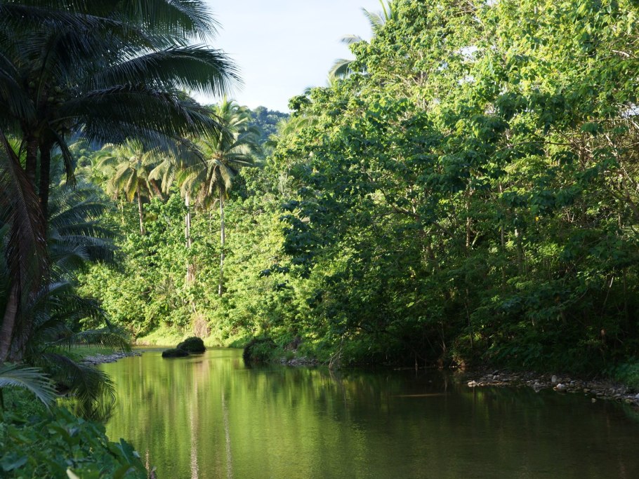 Тропические джунгли индии
