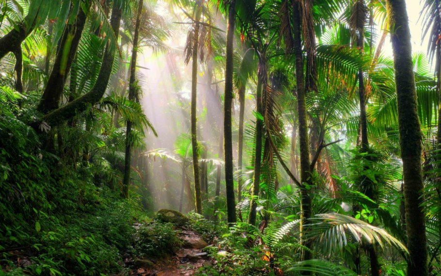 Тропические леса Нигерии