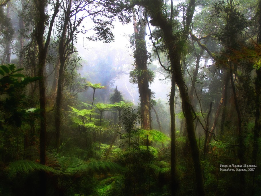 Влажные тропические леса южной америки