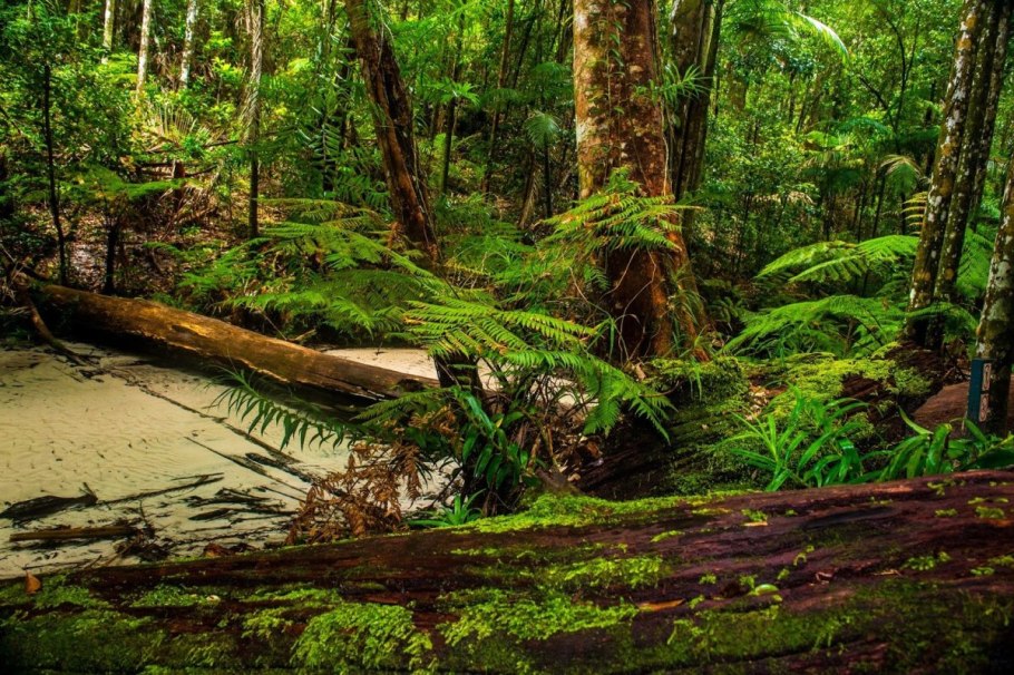 Вечнозелёные тропические леса южной америки