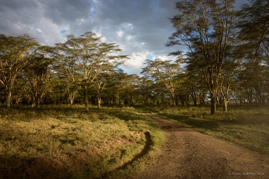 Национальный парк серенгети танзания флора