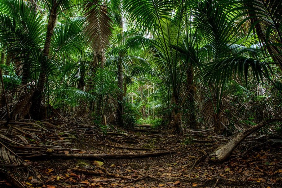 Влажные тропические леса австралии