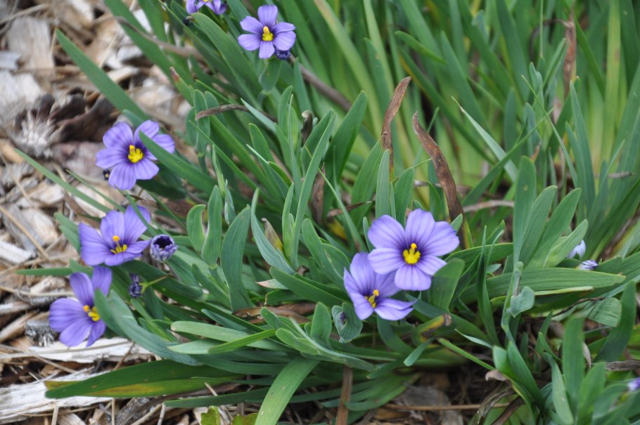 Сисиринхиум узколистный (Sisyrinchium angustifolium).