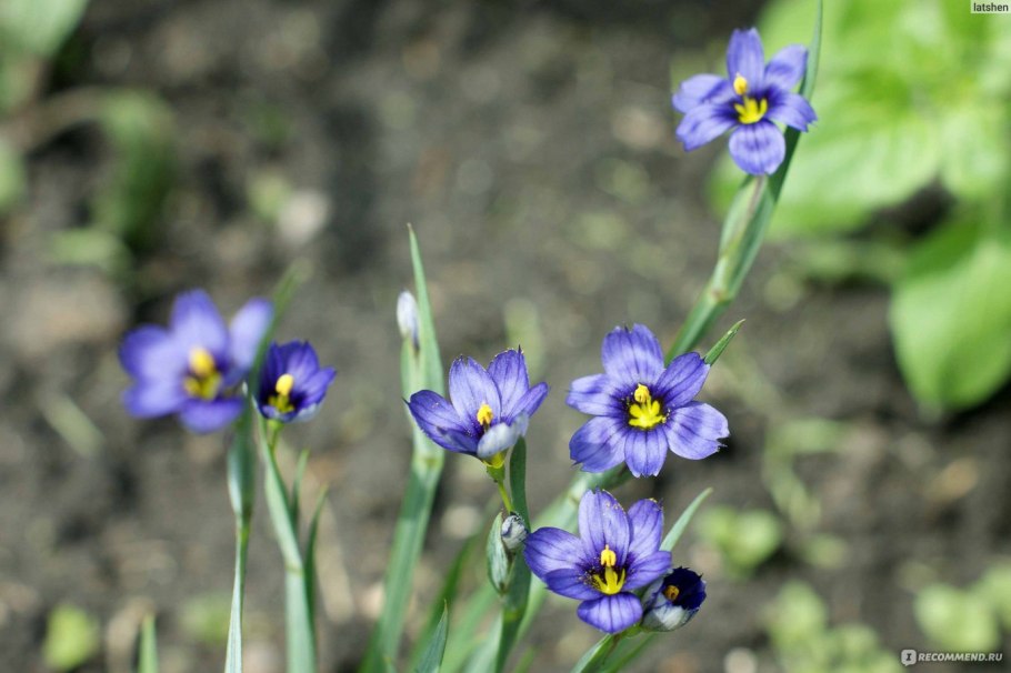 Sisyrinchium montanum