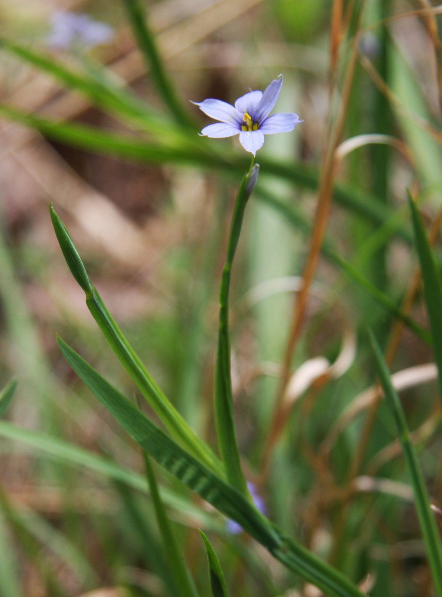 Голубоглазка мелкоцветная