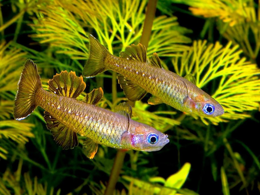 Девушка с синими глазами