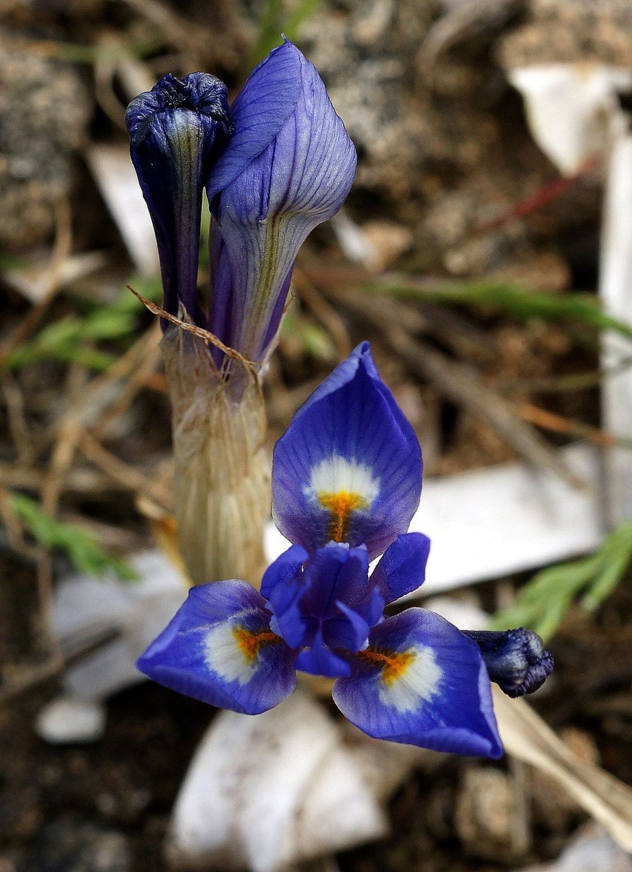 Moraea sisyrinchium
