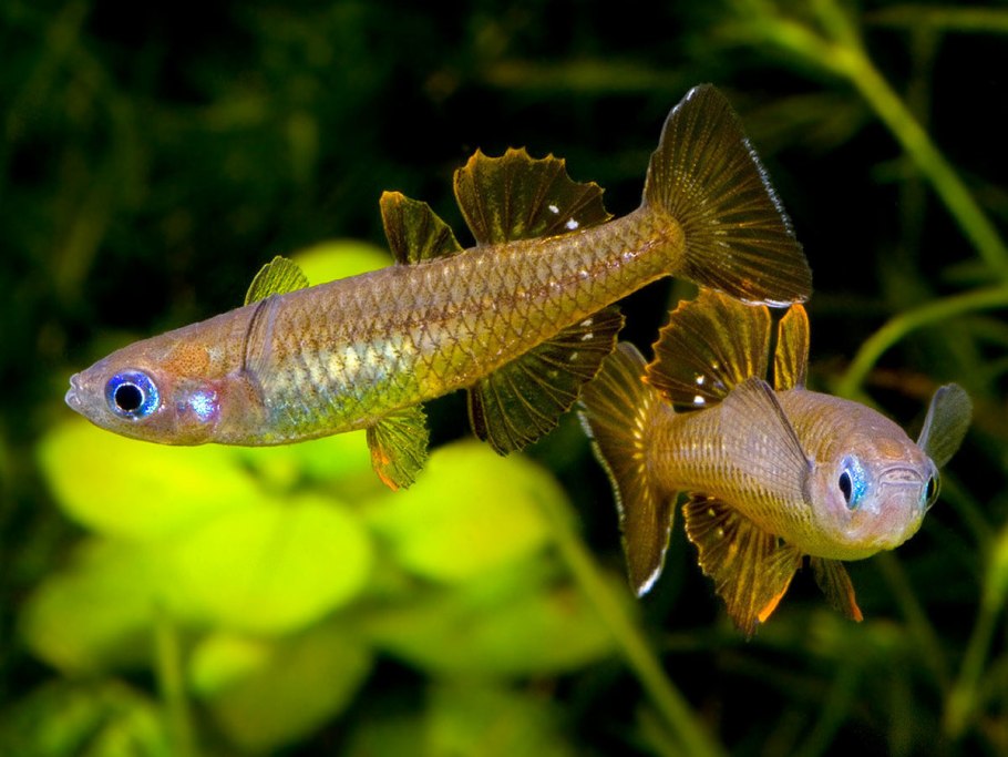 Псевдомугил тенеллус