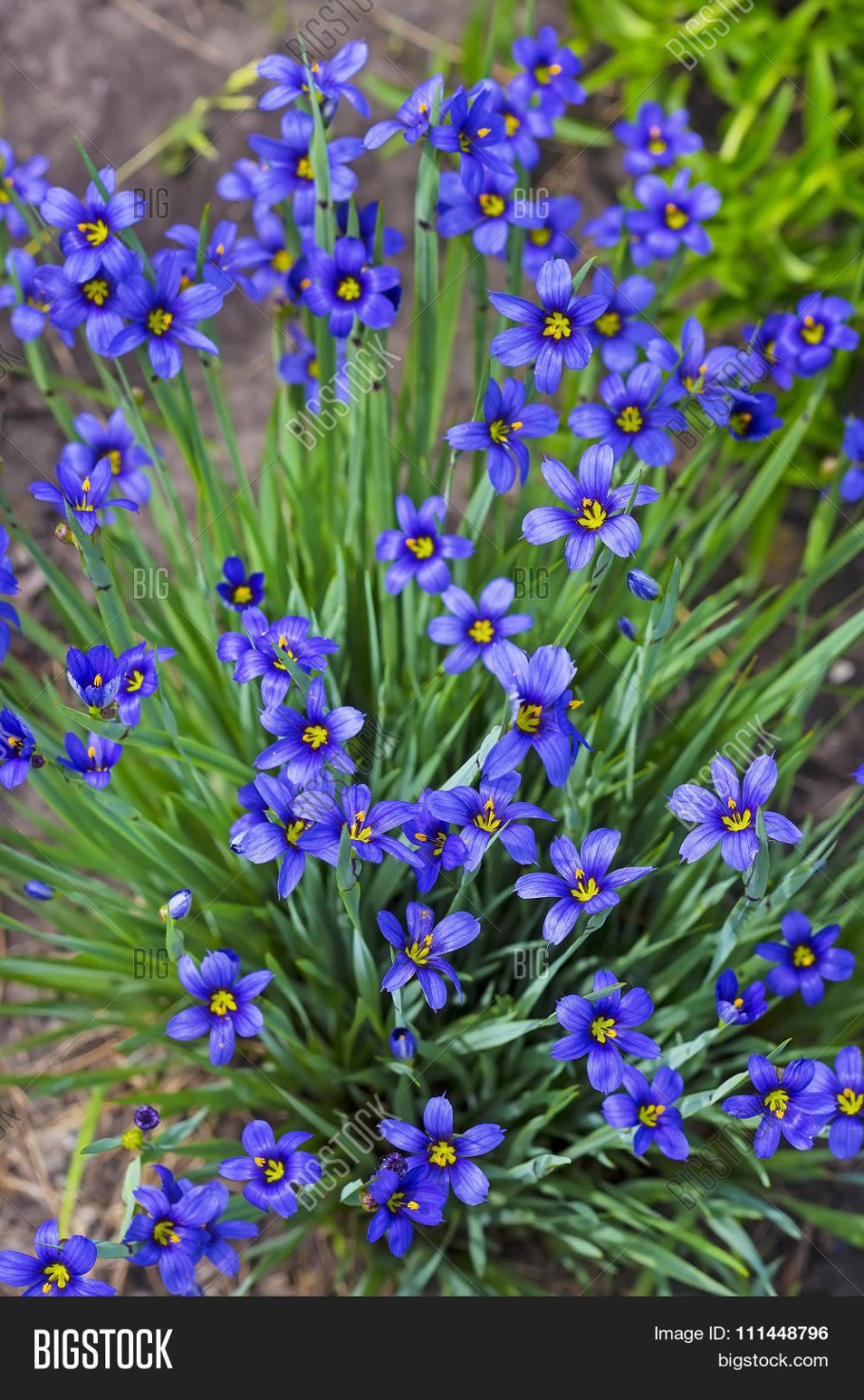 Псевдомугил Гертруды