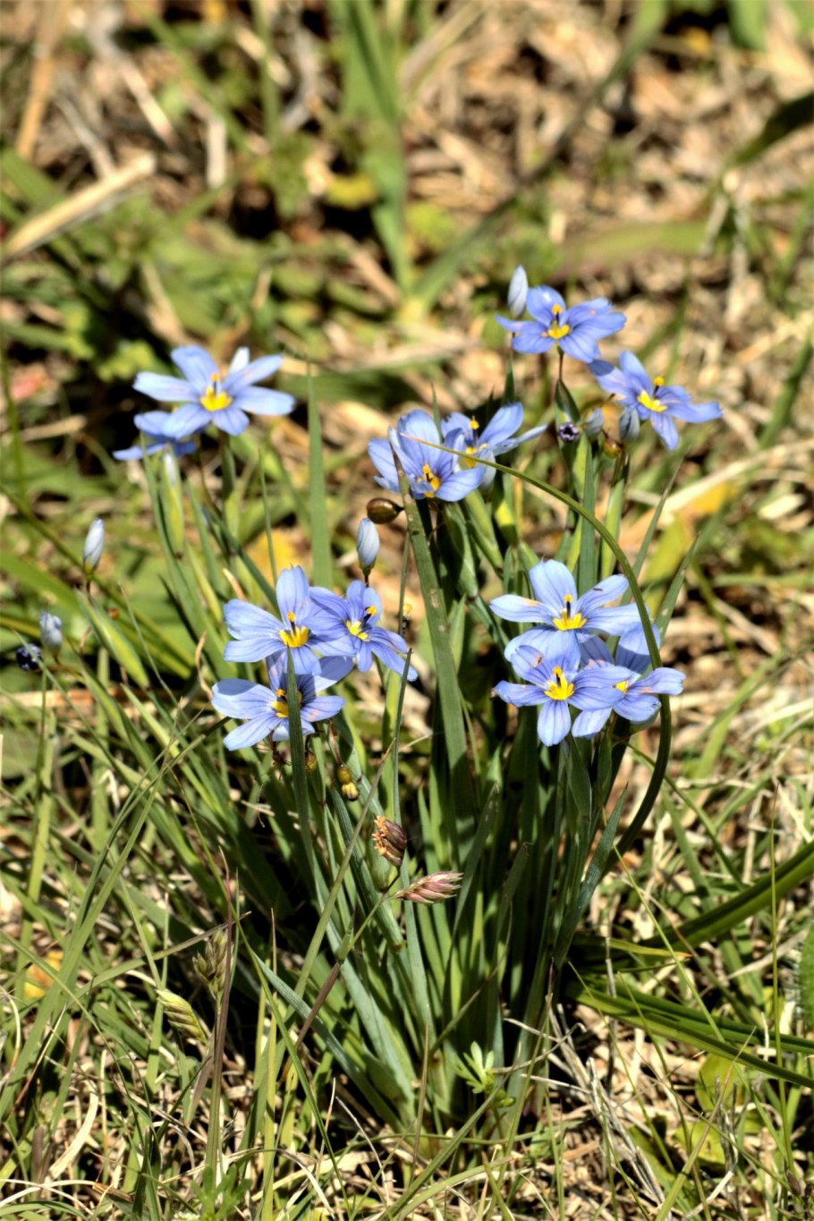 Сисюринхий калифорнийский