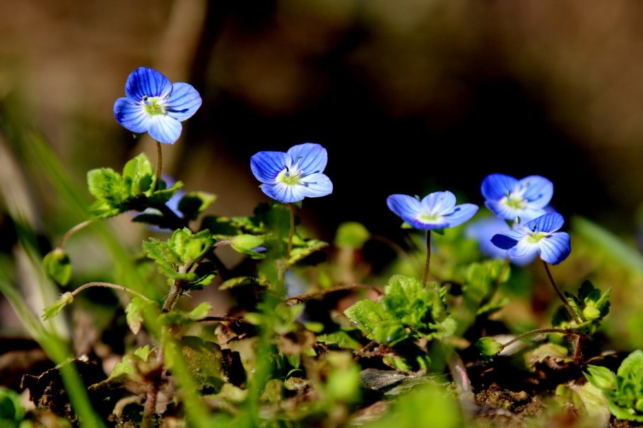 Сисюринхий голубоглазка