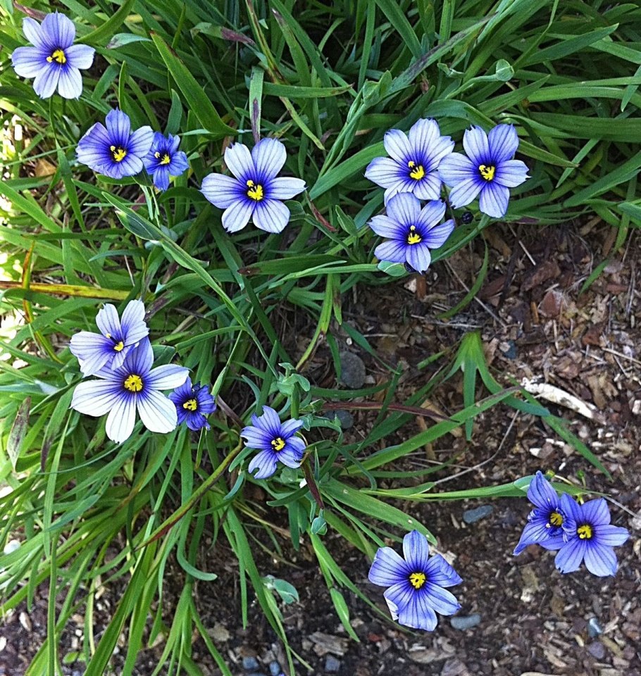 Сисюринхий цветок