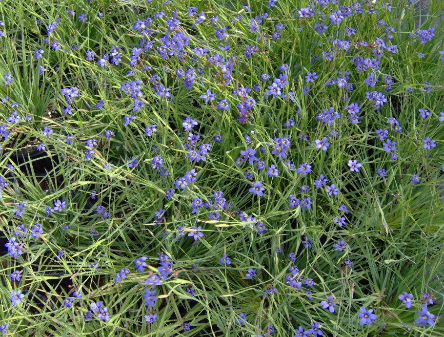 Sisyrinchium montanum