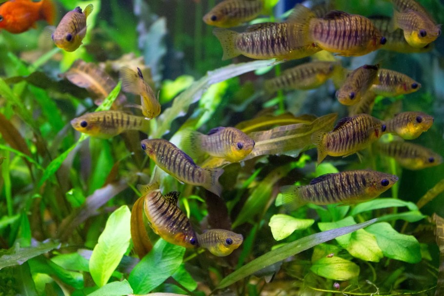 Касатик злаколистный