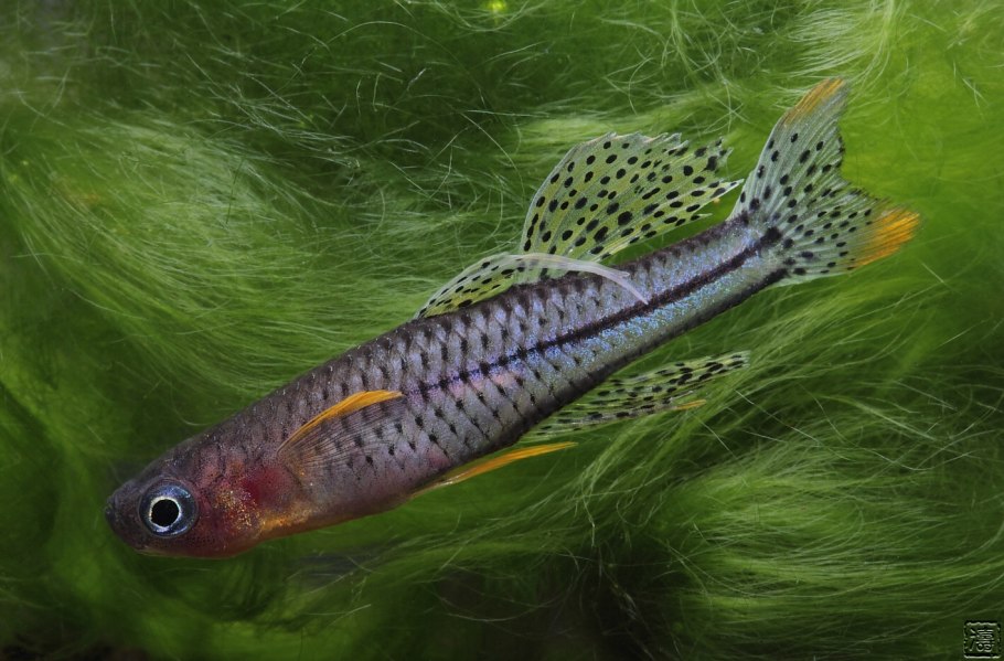 Псевдомугил Синеглазка