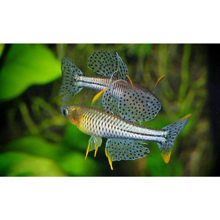 Псевдомугил гертруда