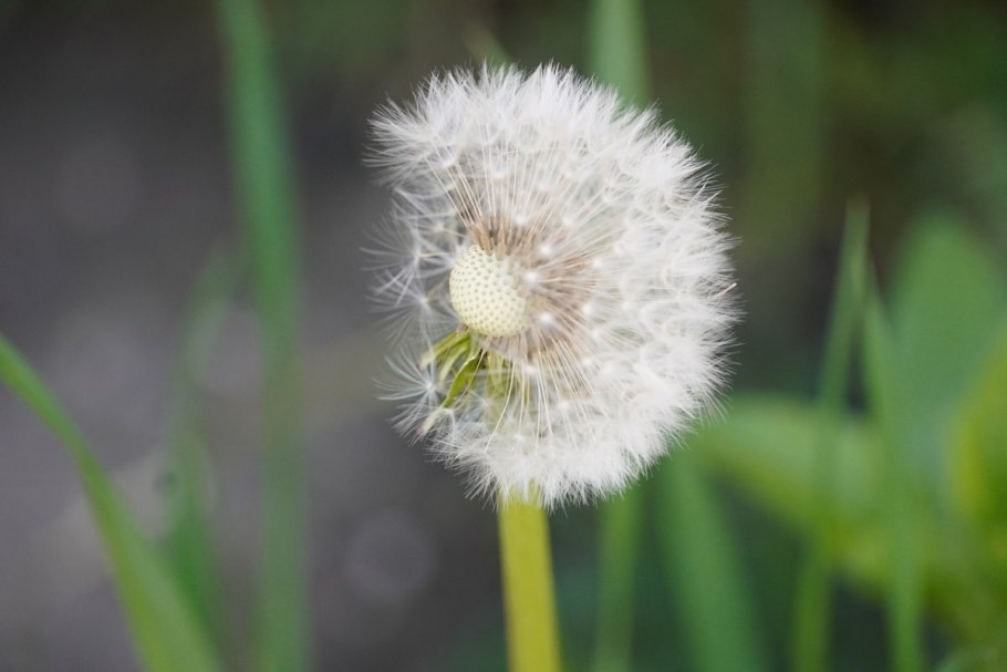 Одуванчик сорняк