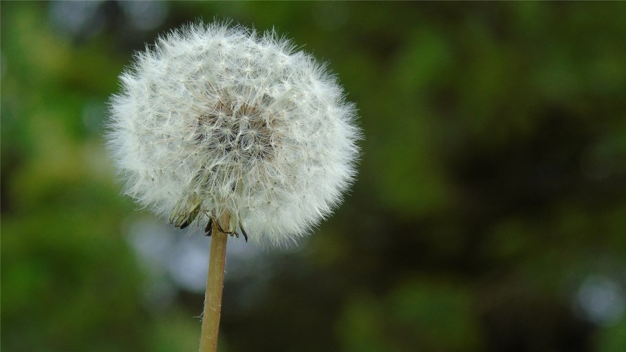 Одуванчик Аянский