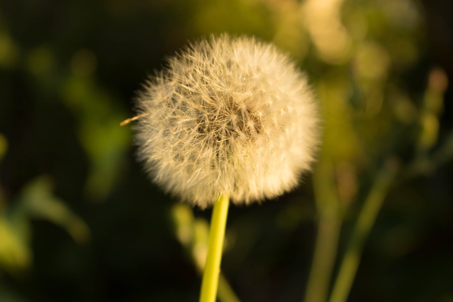 Пушистые шарики одуванчиков