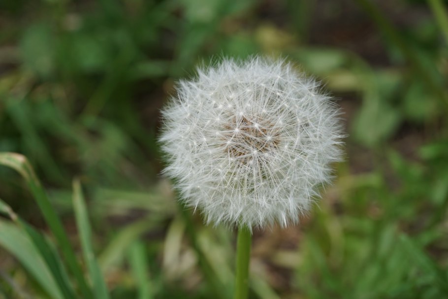 Поле с пушистые цветы