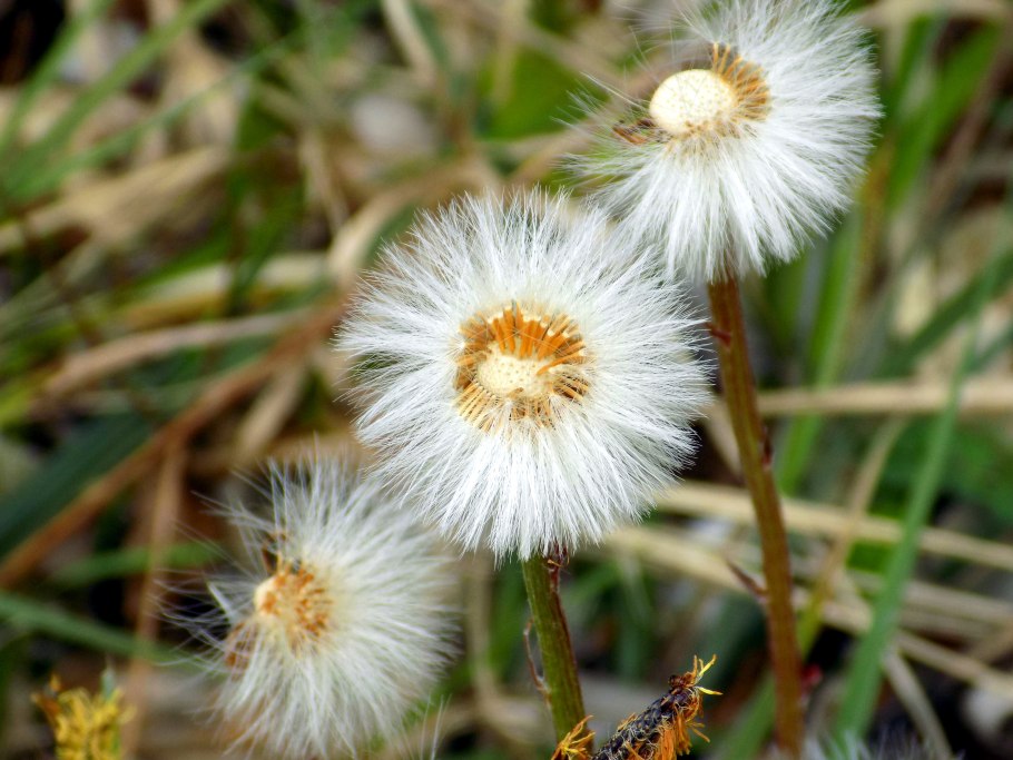 Taraxacum leucoglossum