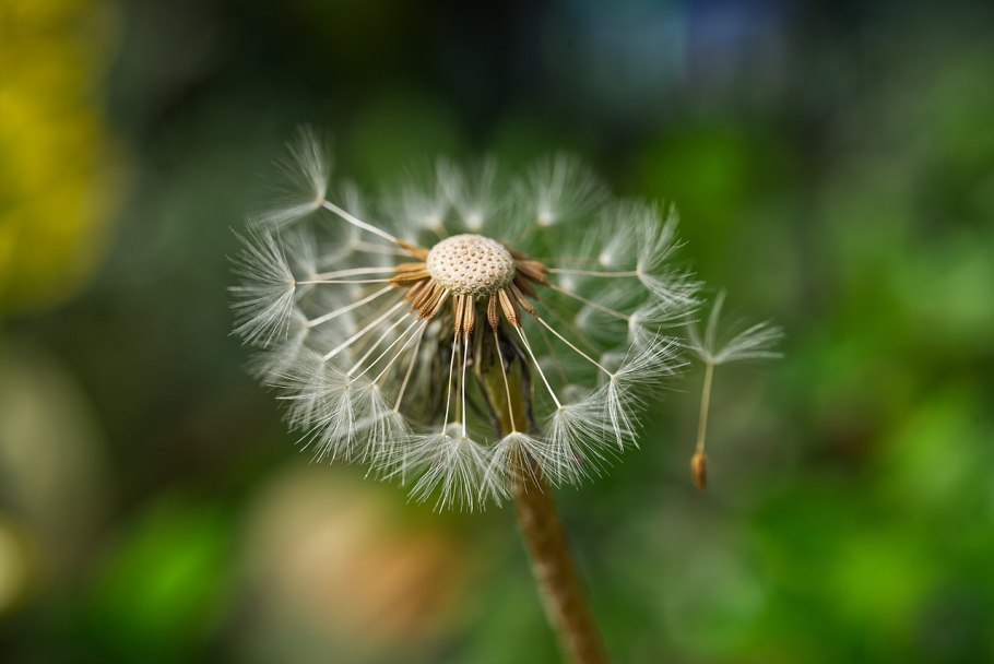 Камчатский розовый одуванчик