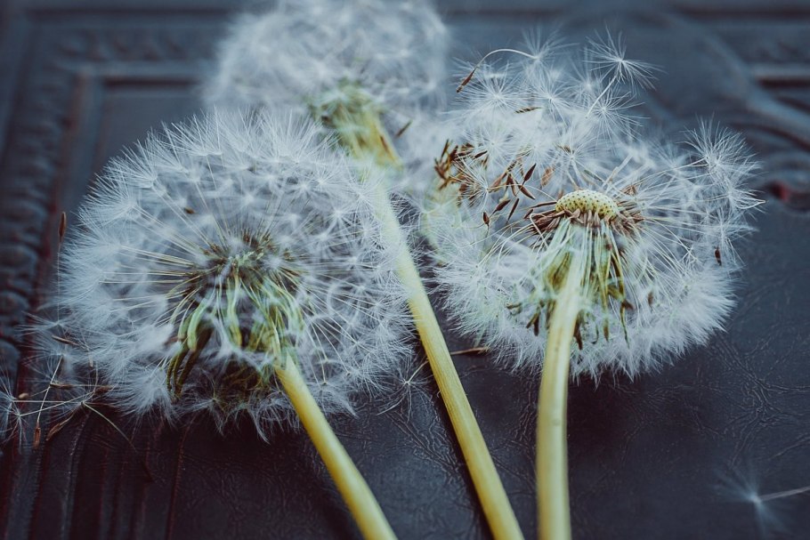 Одуванчик линейнолистный