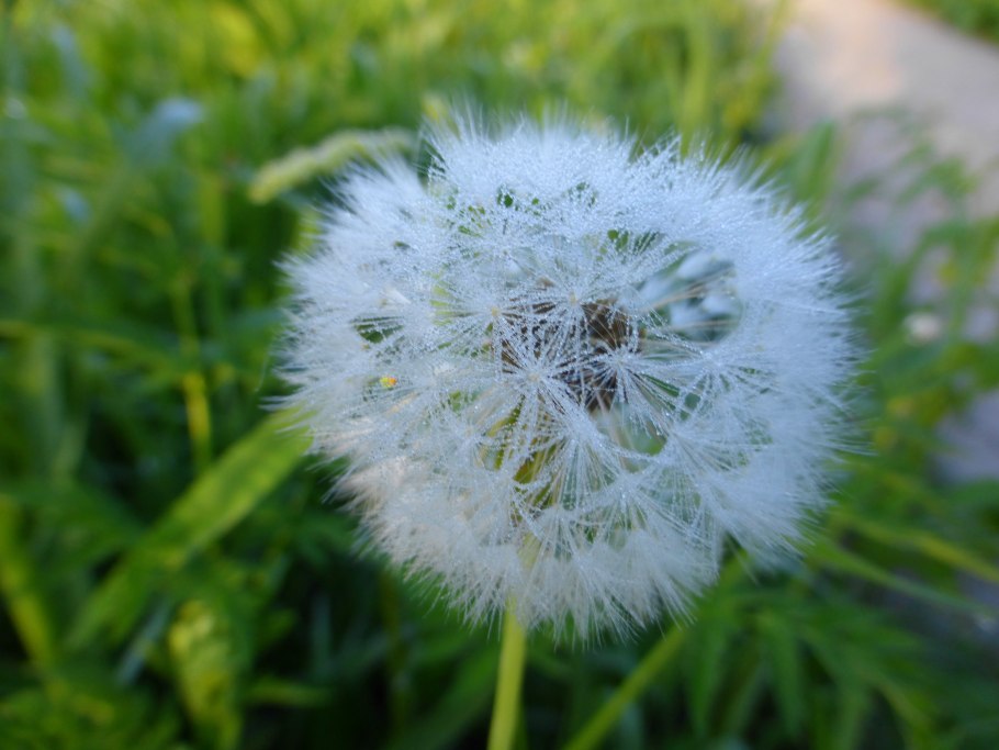 Геншин Импакт семена одуванчика