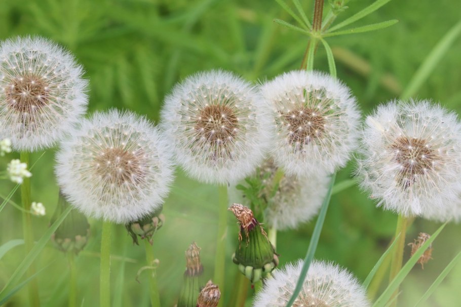 Одуванчик шерстистоногий
